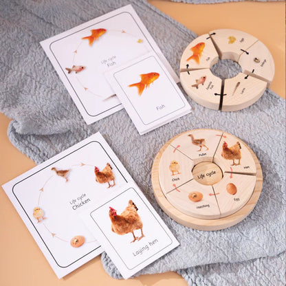 Little Bambino Montessori Life Cycle Puzzle